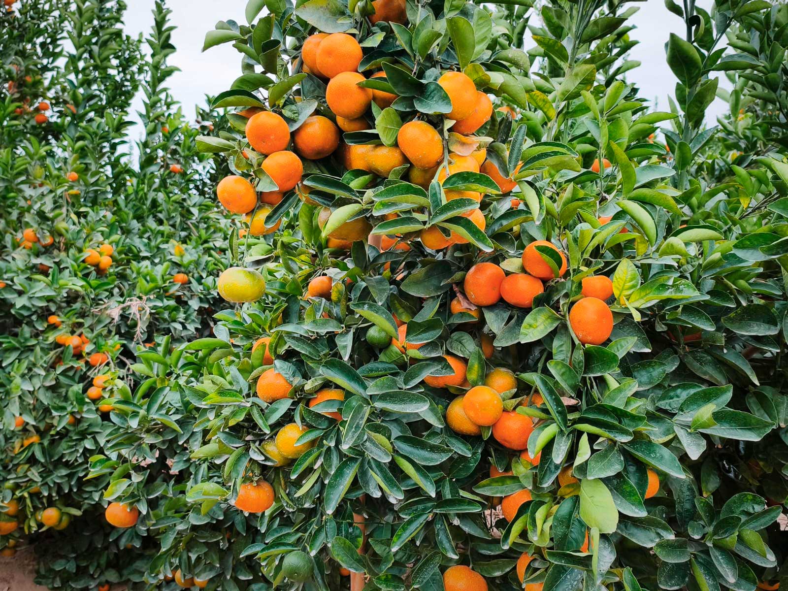 Huerto de mandarinas listo para cosecha