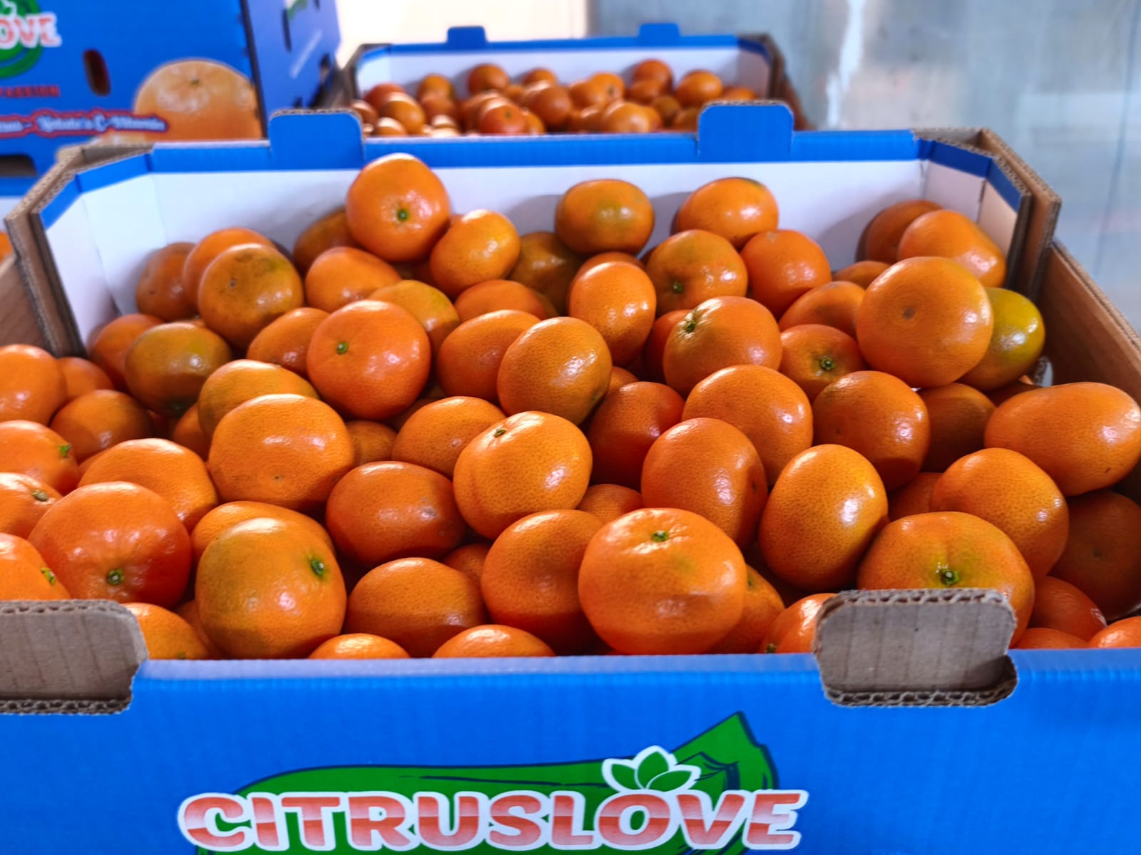 Mandarinas frescas en el arbol