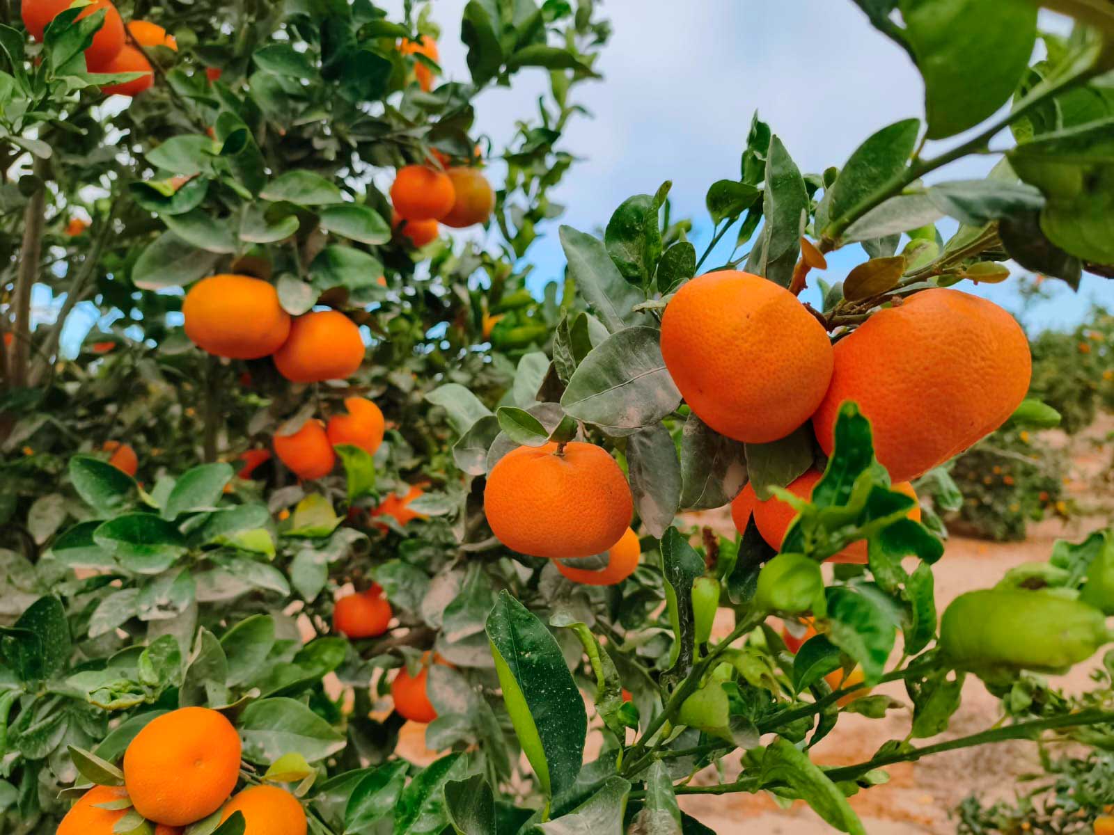 Cultivo de mandarinas en campo